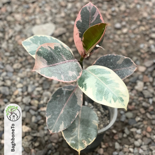 - گل فیکوس الاستیکا ارتشی