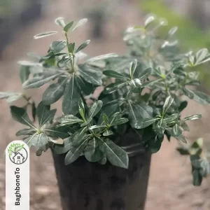 گل میخک هندی