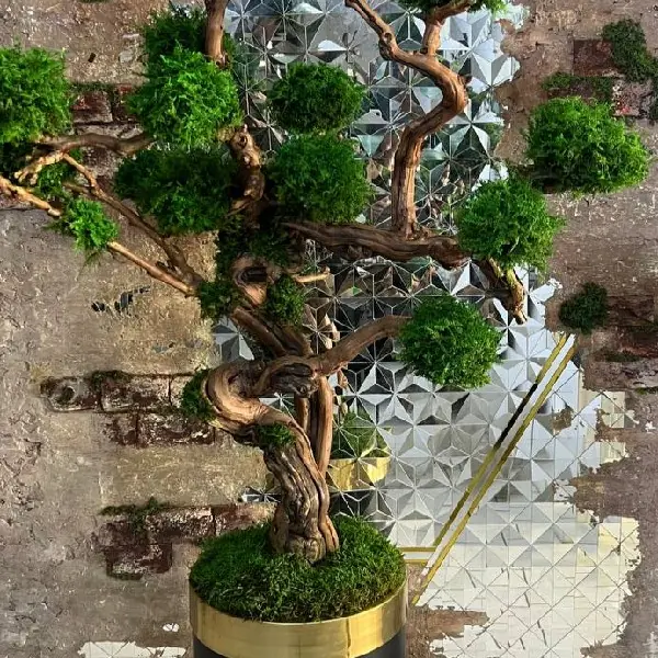 - درخنچه جاودان