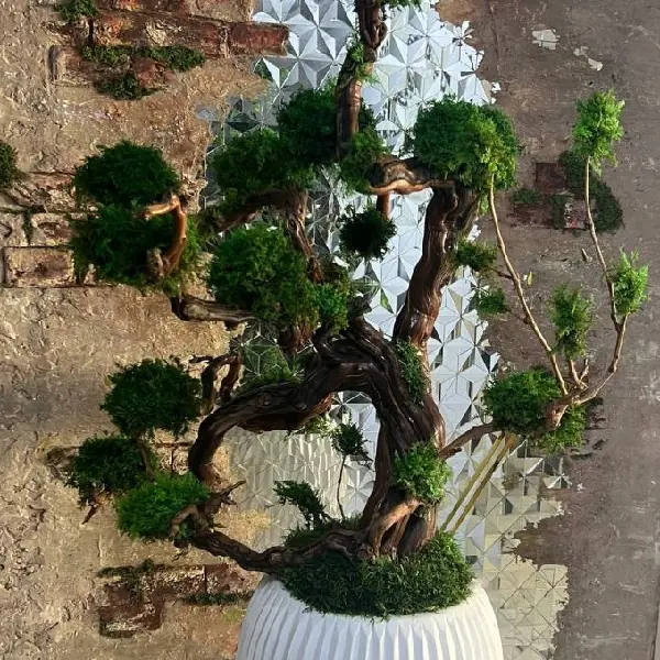 - جاویدان درختچه