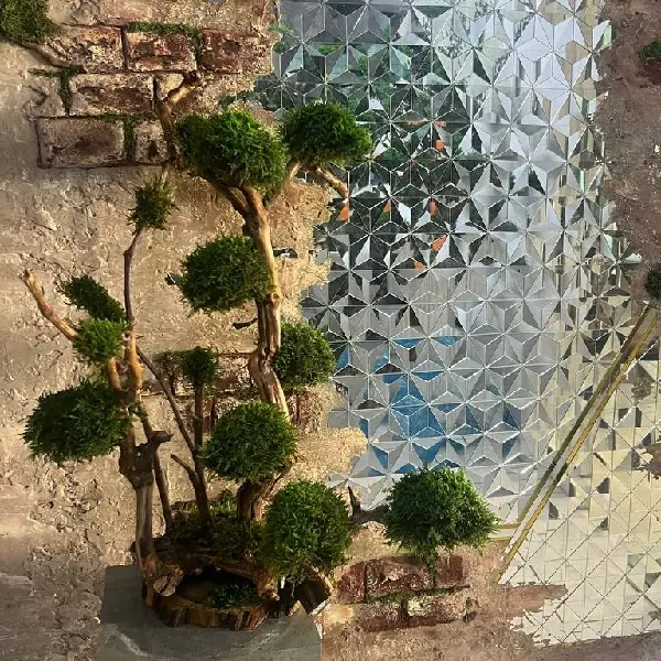 - درخن جاویدان