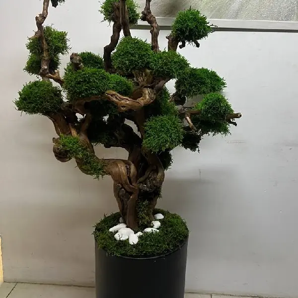 - درختچه جاویدان