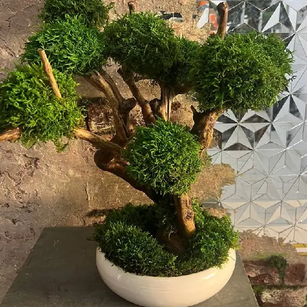 - درخت جاودان