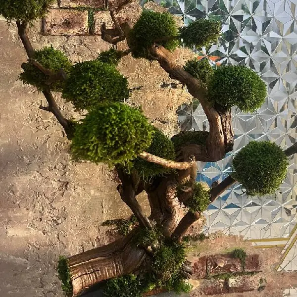 - درخت جاودان - تصویر 6