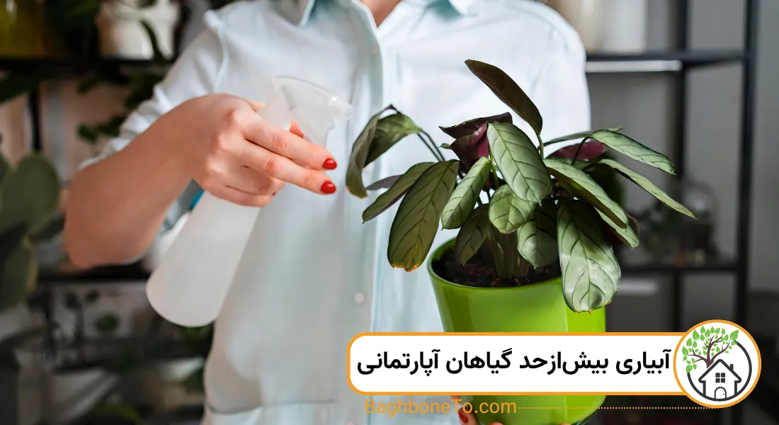 ابیاری بیش‌از حد گیاهان آپارتمانی
