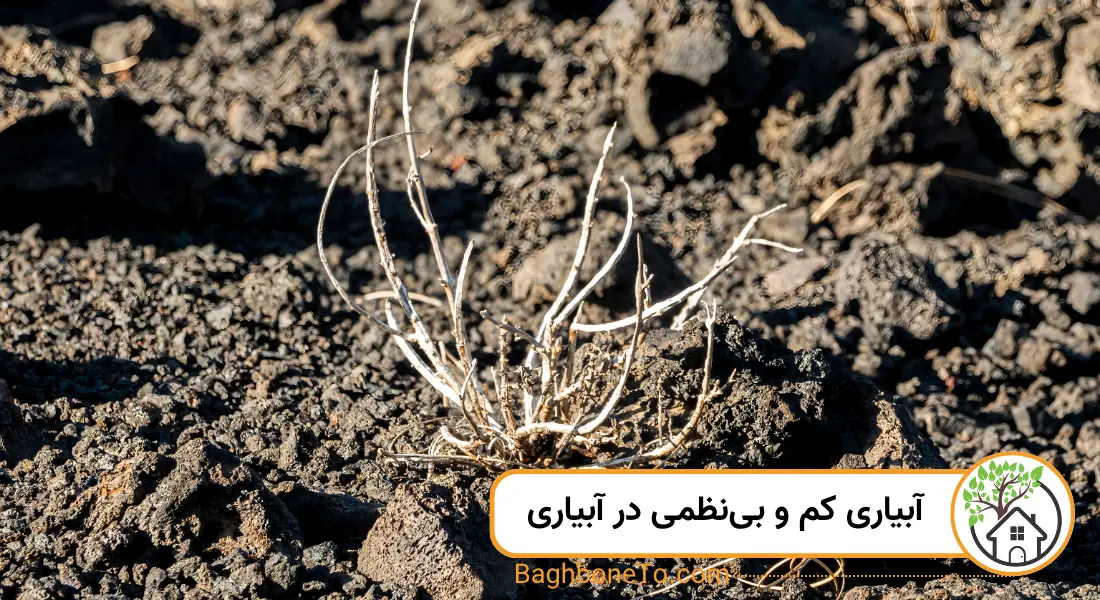 آبیاری کم و بی‌نظم در آبیاری