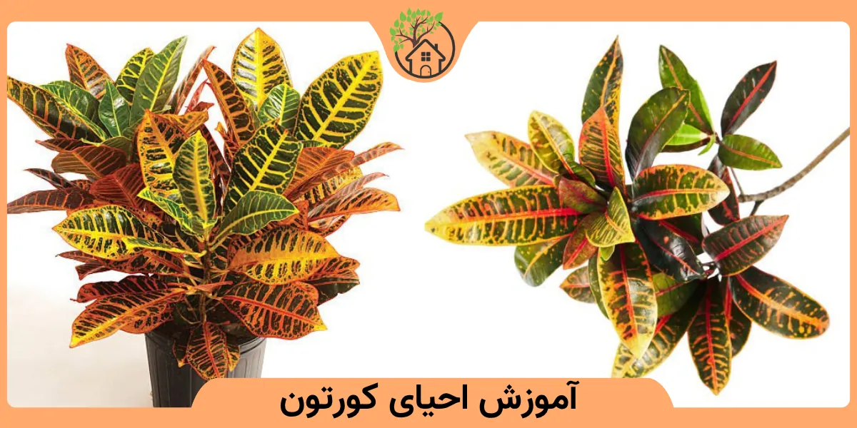 آموزش احیای کورتون