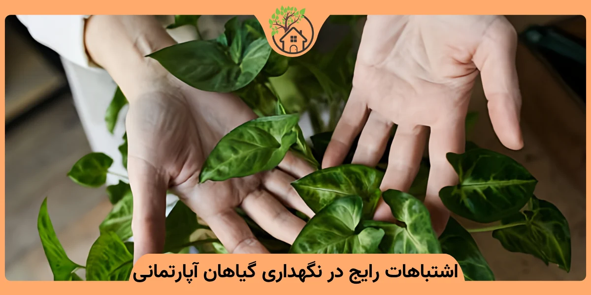 اشتباهات رایج در نگهداری گیاهان آپارتمانی