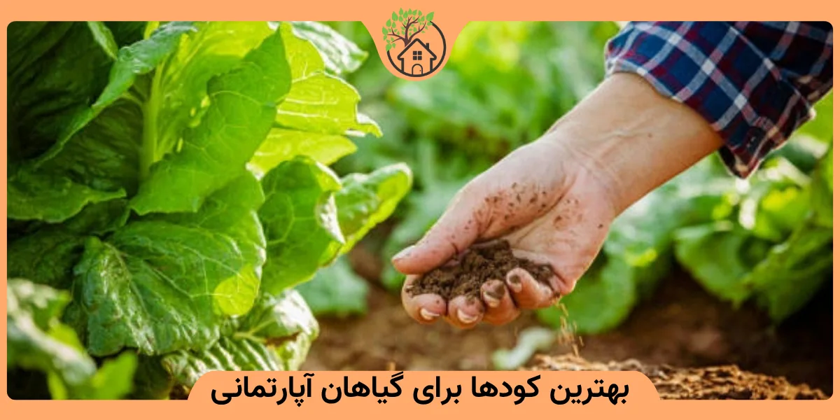بهترین کودها برای گیاهان آپارتمانی