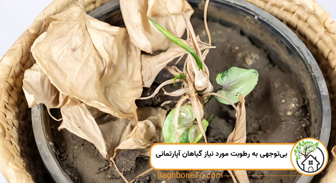 بی‌توجهی به رطوبت مورد نیاز گیاهان آپارتمانی