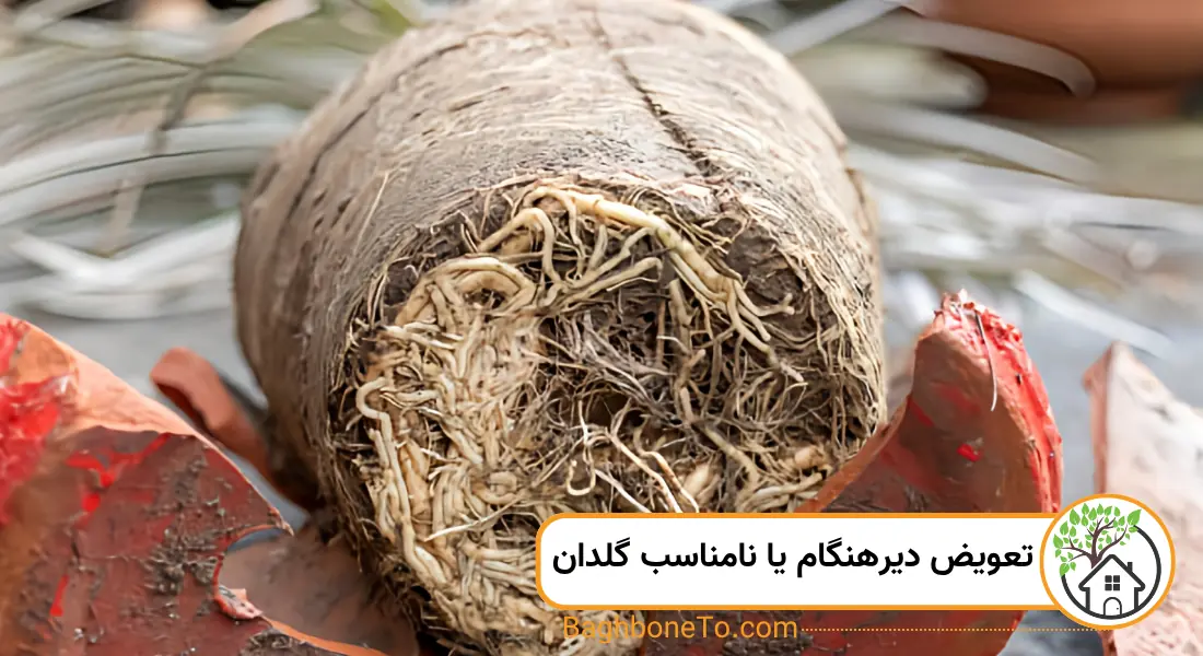 تعویض دیرهنگام یا نامناسب گلدان