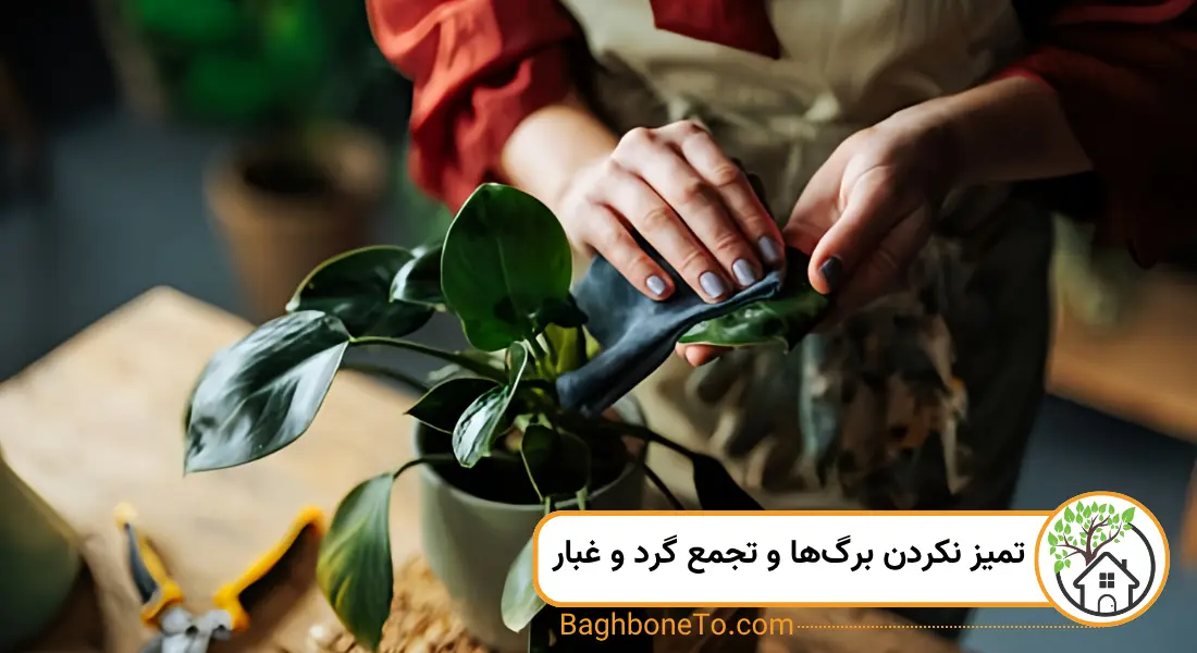 تمیز نکردن بر‌گ‌ها و تجمع گرد و غبار