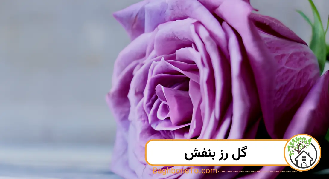 رز بنفش