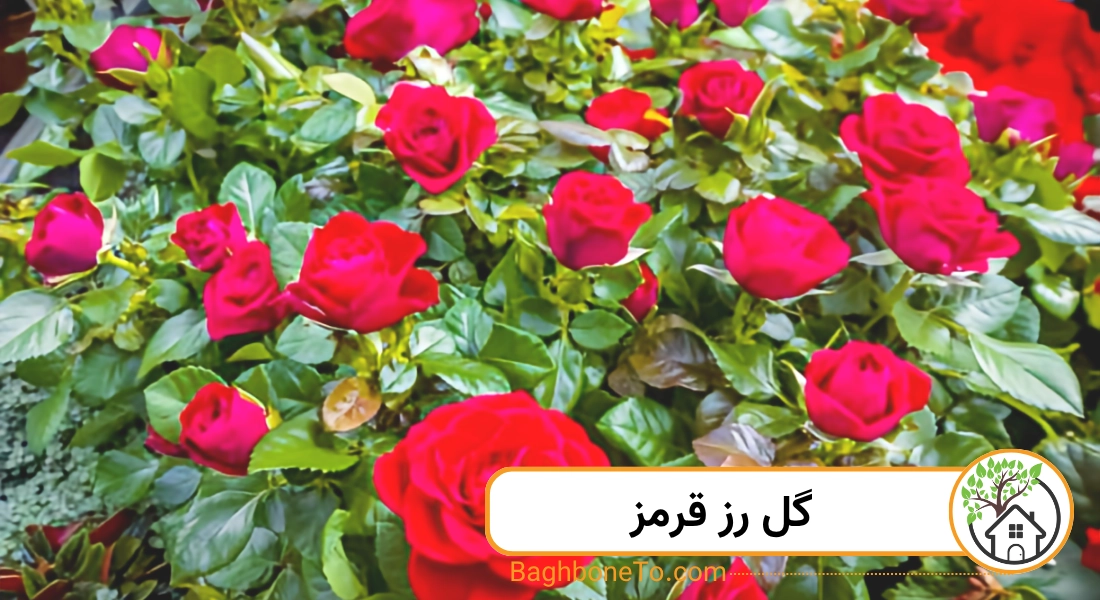 رز قرمز
