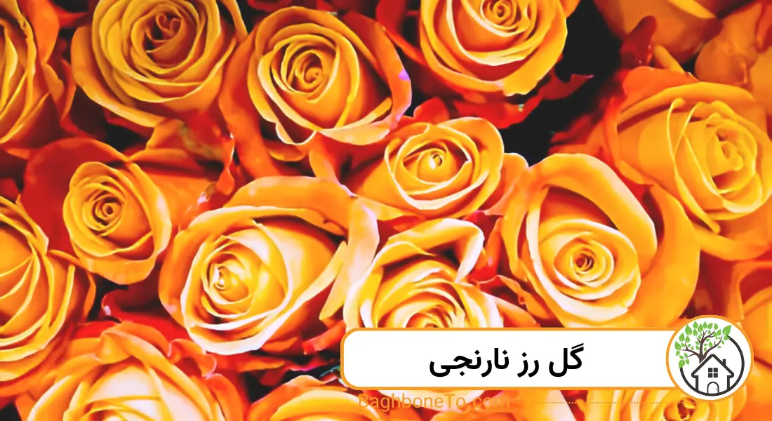 رز نارنجی