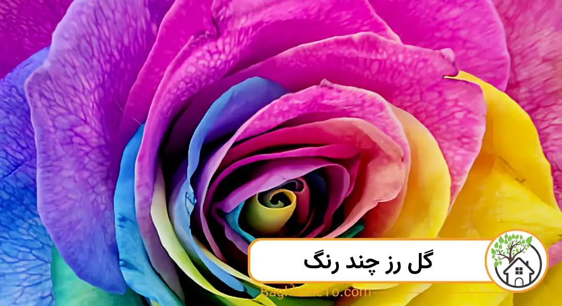 رز چند رنگ