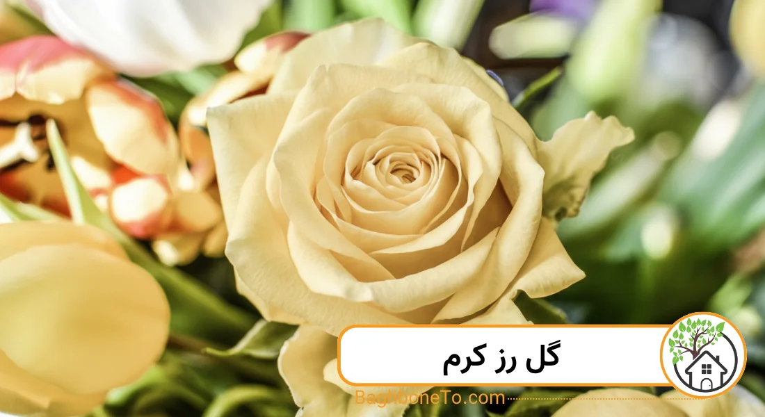 رز کرم