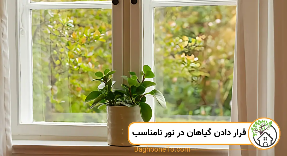 قرار دادن گیاهان در نور نامناسب