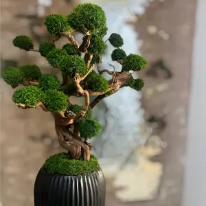 - درخت های جاویدان (3)