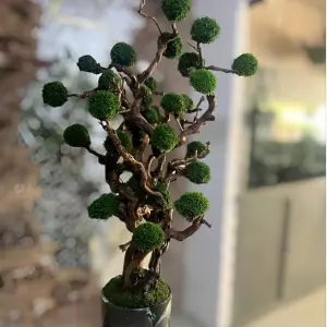 درخت جاویدان (6)