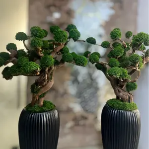 درختچه های جاویدان (3)