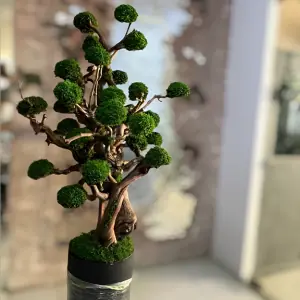 درخت جاویدان شماره 5