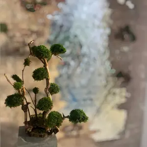 تصویر داخل صفحه درختان جاویدان (7)