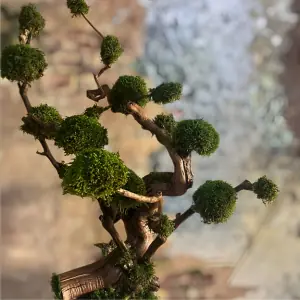 درختچه جاویدان