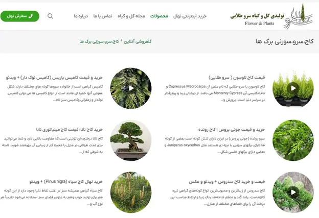 خدمات تخصصی تولیدی گل و گیاه سرو طلایی