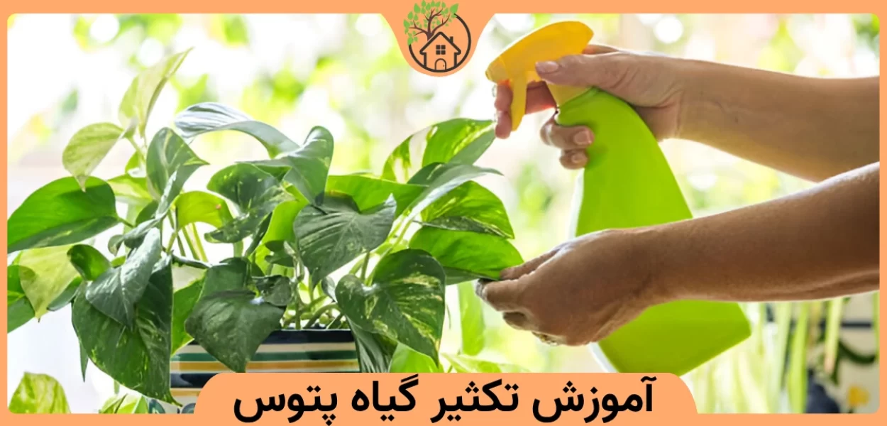 آموزش گیاه پتوس