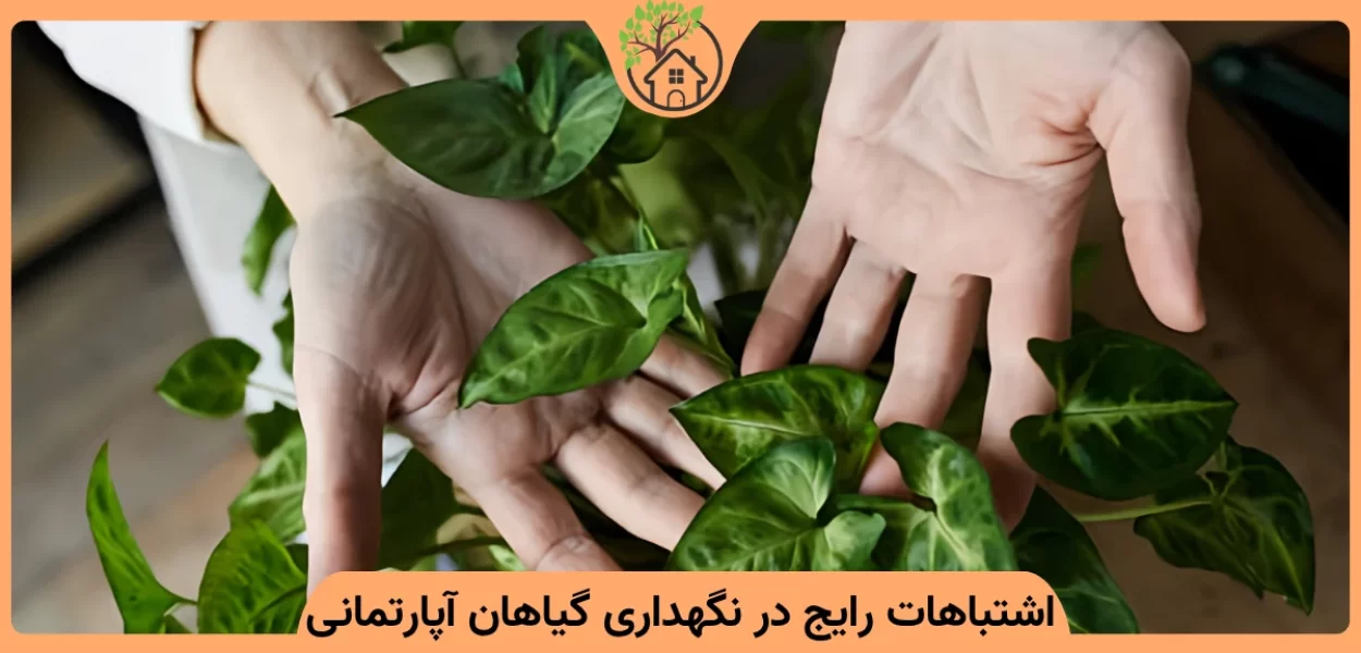 اشتباهات رایج در نگهداری گیاهان آپارتمانی