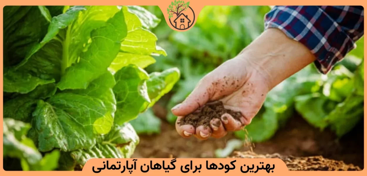 بهترین کودها برای گیاهان آپارتمانی