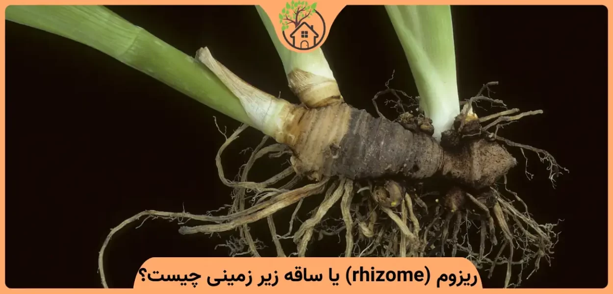 ریزوم چیست؟ زمین ساقه یا ساقه زیرزمینی را بشناسید