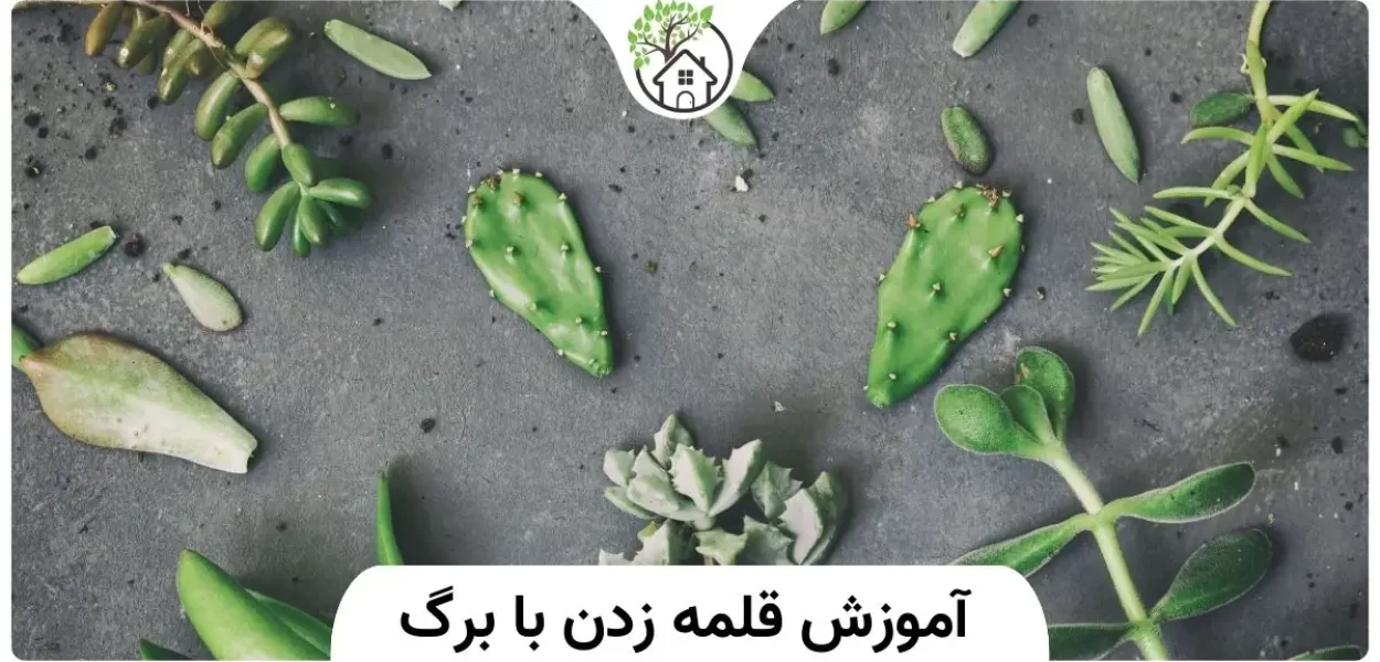 آموزش قلمه زدن با برگ