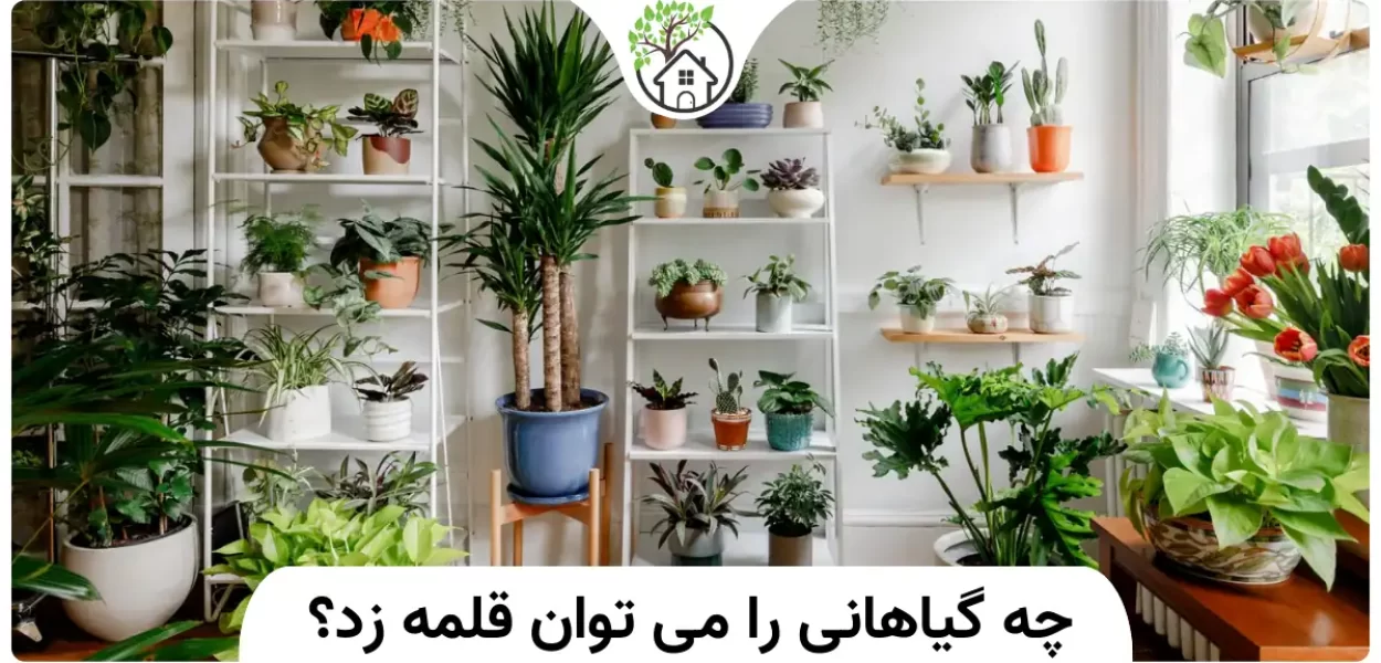 چه گیاهانی را می توان قلمه زد؟