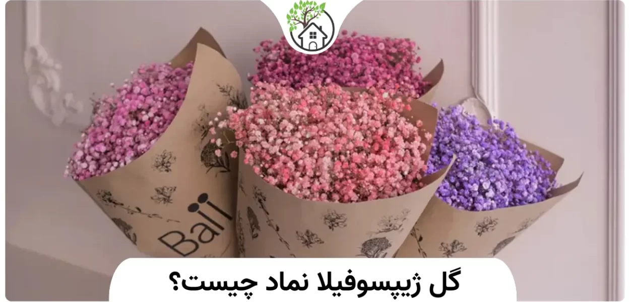 گل ژیپسوفیلا نماد چیست؟