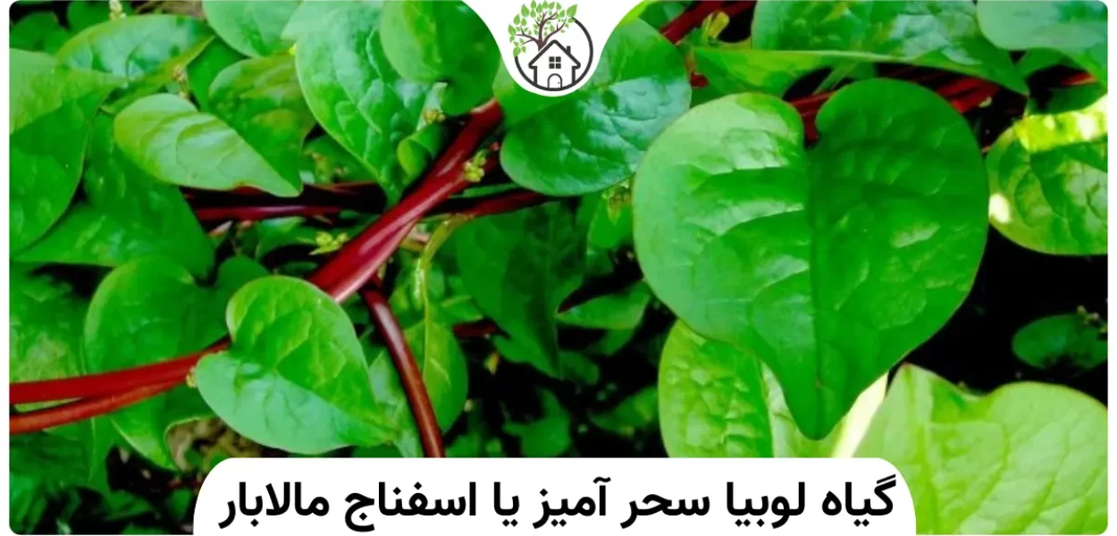 گیاه لوبیا سحر آمیز یا اسفناج مالابار